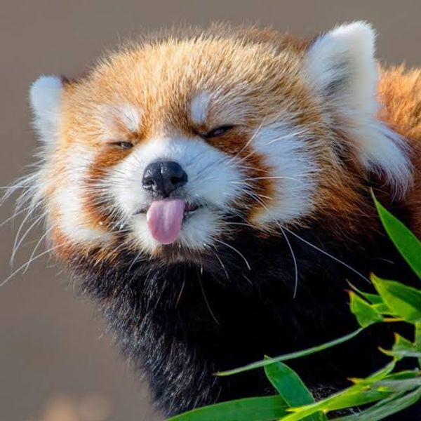 RedPanda